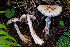  ( - HAY-F-007073)  @11 [ ] by-nc (2023) Dean Lyons Fungal Diversity Survey