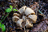  ( - HAY-F-007081)  @11 [ ] by-nc (2023) Dean Lyons Fungal Diversity Survey