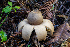  (Geastrum sp. saccatum-PNW02 - HAY-F-007081)  @11 [ ] by-nc (2023) Dean Lyons Fungal Diversity Survey