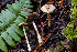  ( - HAY-F-007078)  @11 [ ] by-nc (2023) Dean Lyons Fungal Diversity Survey