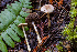  (Agaricus sp. diminutivus-PNW02 - HAY-F-007078)  @11 [ ] by-nc (2023) Dean Lyons Fungal Diversity Survey