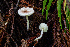  (Leucoagaricus sp. Rogers s.n - HAY-F-007077)  @11 [ ] by-nc (2023) Dean Lyons Fungal Diversity Survey