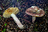  ( - HAY-F-007108)  @11 [ ] by-nc (2023) Dean Lyons Fungal Diversity Survey