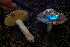  ( - HAY-F-007108)  @11 [ ] by-nc (2023) Dean Lyons Fungal Diversity Survey