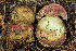  (Rubroboletus - HAY-F-007166)  @11 [ ] by-nc (2023) Dean Lyons Fungal Diversity Survey