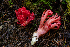  ( - HAY-F-007109)  @11 [ ] by-nc (2023) Dean Lyons Fungal Diversity Survey