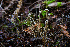 ( - HAY-F-007165)  @11 [ ] by-nc (2023) Dean Lyons Fungal Diversity Survey