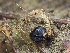  ( - HAY-F-007165)  @11 [ ] by-nc (2023) Dean Lyons Fungal Diversity Survey
