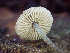 ( - HAY-F-007165)  @11 [ ] by-nc (2023) Dean Lyons Fungal Diversity Survey