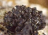  (Rosellinia sp. CA01 - LA-F-000134)  @11 [ ] c (2023) Rudy Diaz Fungal Diversity Survey