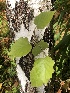  ( - HAY-F-007121)  @11 [ ] by-nc (2023) Dean Lyons Fungal Diversity Survey