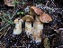  ( - HAY-F-007156)  @11 [ ] by-nc (2023) Dean Lyons Fungal Diversity Survey