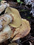  ( - HAY-F-007156)  @11 [ ] by-nc (2023) Dean Lyons Fungal Diversity Survey
