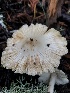  ( - HAY-F-007125)  @11 [ ] by-nc (2023) Dean Lyons Fungal Diversity Survey