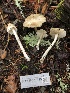  ( - HAY-F-007125)  @11 [ ] by-nc (2023) Dean Lyons Fungal Diversity Survey