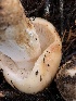  ( - HAY-F-007155)  @11 [ ] by-nc (2023) Dean Lyons Fungal Diversity Survey