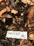 ( - HAY-F-007132)  @11 [ ] by-nc (2023) Dean Lyons Fungal Diversity Survey