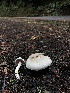  ( - HAY-F-007152)  @11 [ ] by-nc (2023) Dean Lyons Fungal Diversity Survey