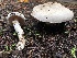  ( - HAY-F-007152)  @11 [ ] by-nc (2023) Dean Lyons Fungal Diversity Survey