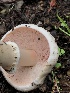  ( - HAY-F-007152)  @11 [ ] by-nc (2023) Dean Lyons Fungal Diversity Survey