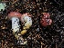  ( - HAY-F-007128)  @11 [ ] by-nc (2023) Dean Lyons Fungal Diversity Survey