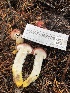 ( - HAY-F-007128)  @11 [ ] by-nc (2023) Dean Lyons Fungal Diversity Survey