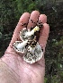 ( - HAY-F-007128)  @11 [ ] by-nc (2023) Dean Lyons Fungal Diversity Survey