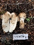  ( - HAY-F-007155)  @11 [ ] by-nc (2023) Dean Lyons Fungal Diversity Survey