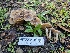  ( - HAY-F-005548)  @11 [ ] by (2023) Mandy Hackney Fungal Diversity Survey