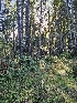  ( - HAY-F-005548)  @11 [ ] by (2023) Mandy Hackney Fungal Diversity Survey