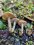  ( - HAY-F-005548)  @11 [ ] by (2023) Mandy Hackney Fungal Diversity Survey