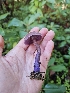  ( - HAY-F-005566)  @11 [ ] by (2023) Mandy Hackney Fungal Diversity Survey