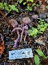  ( - HAY-F-005566)  @11 [ ] by (2023) Mandy Hackney Fungal Diversity Survey