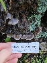  ( - HAY-F-005536)  @11 [ ] by (2023) Mandy Hackney Fungal Diversity Survey