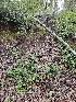  ( - HAY-F-005539)  @11 [ ] by (2023) Mandy Hackney Fungal Diversity Survey