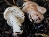  ( - HAY-F-005551)  @11 [ ] by (2023) Mandy Hackney Fungal Diversity Survey