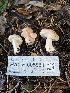  ( - HAY-F-005551)  @11 [ ] by (2023) Mandy Hackney Fungal Diversity Survey