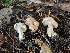  ( - HAY-F-005551)  @11 [ ] by (2023) Mandy Hackney Fungal Diversity Survey