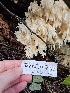  ( - HAY-F-005552)  @11 [ ] by (2023) Mandy Hackney Fungal Diversity Survey