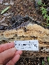  ( - HAY-F-005567)  @11 [ ] by (2023) Mandy Hackney Fungal Diversity Survey