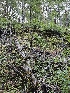  ( - HAY-F-005567)  @11 [ ] by (2023) Mandy Hackney Fungal Diversity Survey