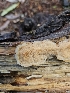  ( - HAY-F-005567)  @11 [ ] by (2023) Mandy Hackney Fungal Diversity Survey