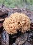  (Ramaria sp. formosa-PNW05 - HAY-F-005529)  @11 [ ] by (2023) Mandy Hackney Fungal Diversity Survey