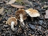  (Hebeloma sp. naviculosporum-CA01 - HAY-F-005561)  @11 [ ] by (2023) Mandy Hackney Fungal Diversity Survey