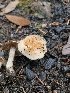  ( - HAY-F-005561)  @11 [ ] by (2023) Mandy Hackney Fungal Diversity Survey