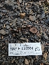  (Coltricia sp. confluens-CA01 - HAY-F-005564)  @11 [ ] by (2023) Mandy Hackney Fungal Diversity Survey