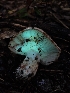  ( - HAY-F-005530)  @11 [ ] by (2023) Mandy Hackney Fungal Diversity Survey