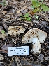  ( - HAY-F-005530)  @11 [ ] by (2023) Mandy Hackney Fungal Diversity Survey
