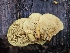  (Pholiota sp. IN01 - HAY-F-005531)  @11 [ ] by (2023) Mandy Hackney Fungal Diversity Survey
