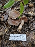  (Cortinarius cisqhale - HAY-F-005554)  @11 [ ] by (2023) Mandy Hackney Fungal Diversity Survey